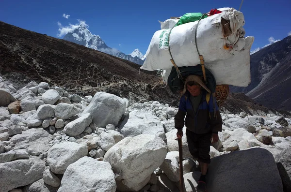 stock image Sagarmatha national park, Nepal - May 20, 2019: Porter is carrying extremely big load hiking in riverbed. Everest trek, trail near Dughla (4620 m)