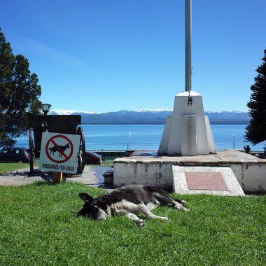 San Carlos de Bariloche, Arjantin - 11 Ocak 2019: Sokak köpeği yanında yeşil çimlerde uyuyor Köpek işareti yok, Köpekler yasaklandı, yaşamın gariplikleri, komik bir fotoğraf