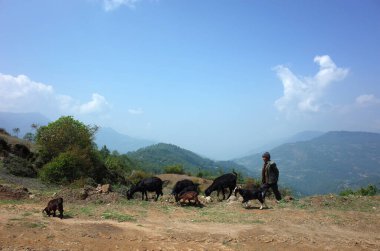 Dolakha Bölgesi, Nepal - 28 Nisan 2019: Jiri yakınlarındaki dağlarda siyah keçilere bakan yaşlı Nepalli adam