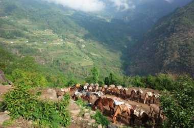 Solukhumbu, Everest Bölgesi, Nepal - 5 Mayıs 2019: Nepalli adam Himalaya dağlarında yük taşımak için katır kervanı hazırlıyor