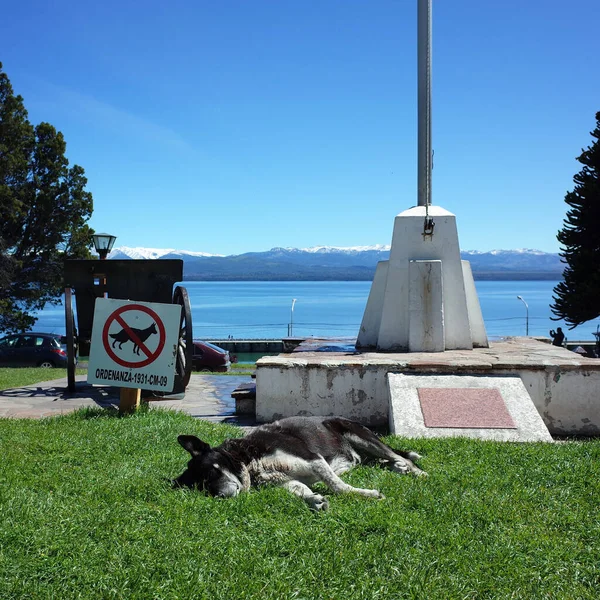 2019年1月11日 阿根廷圣卡洛斯 德巴里洛切 流浪狗睡在绿色草坪上 旁边没有狗的标志 狗被禁止 生活奇趣 有趣的照片 — 图库照片