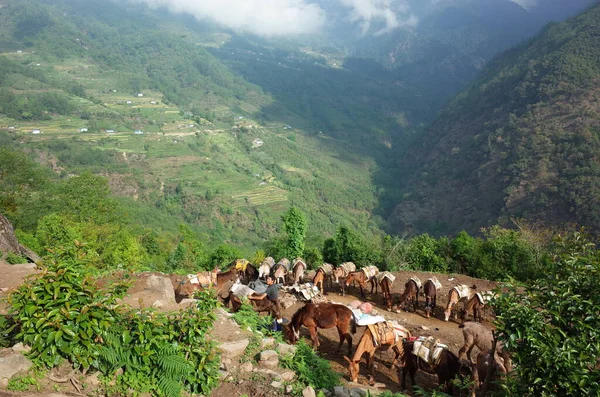 尼泊尔珠穆朗玛峰地区Solukhumbu 2019年5月5日 尼泊尔男子在喜马拉雅山为骡车准备货物运输 — 图库照片