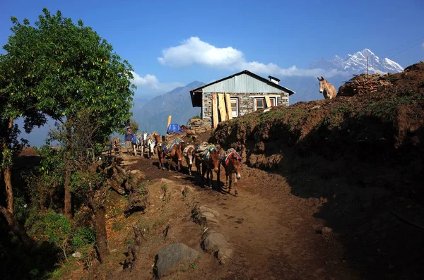 Солукхумбу Эверест Непал Мая 2019 Года Караван Мулов Идущий Возле — стоковое фото