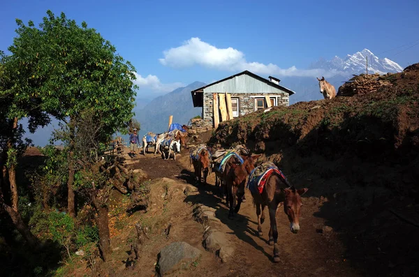 尼泊尔珠穆朗玛峰地区Solukhumbu 2019年5月7日 在喜马拉雅山珠穆朗玛峰旅行的下半部分Paiya村附近行走的穆雷车队 — 图库照片