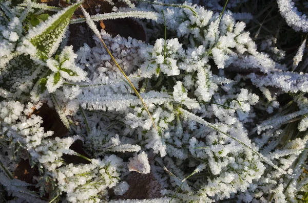 Hoarfrost Grass Top View Cold Season Ice Crystals First Frost — Stockfoto
