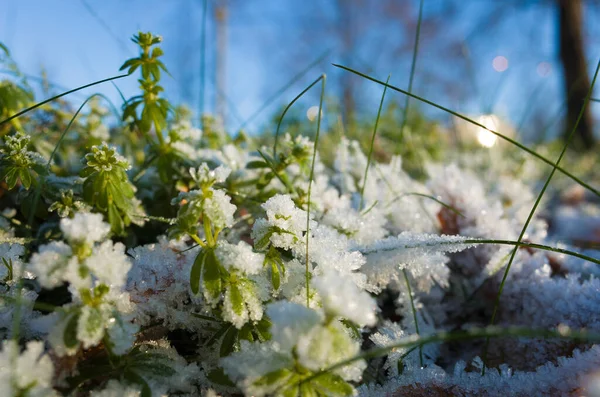 Erba Verde Fragili Cristalli Ghiaccio Del Gelo Del Mattino Close — Foto Stock