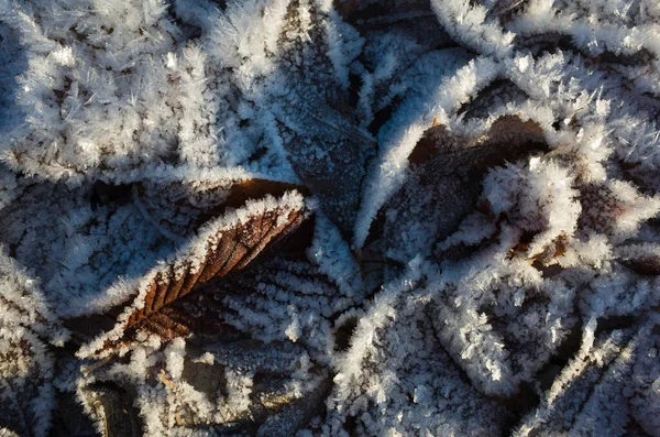 Fogliame Marrone Gelo Foglie Appassite Cadute Ricoperte Cristalli Ghiaccio Rime — Foto Stock