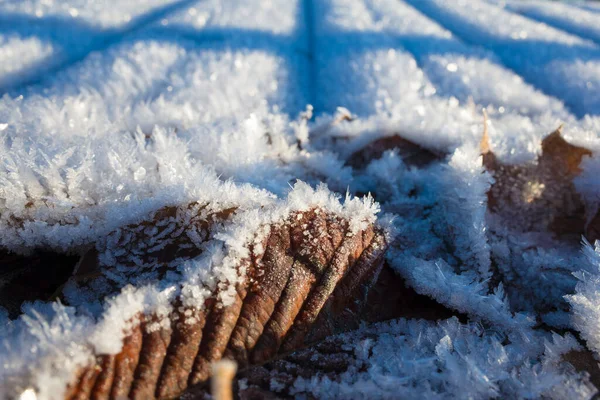 秋の霜で茶色の葉 秋の枯れ葉は樹氷の雪の結晶で覆われ クローズアップの詳細冬の自然背景 — ストック写真