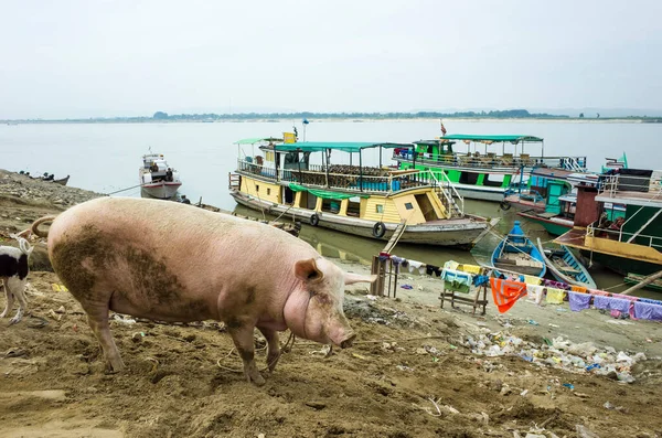 Mandalay Myanmar January 2019 Big Fat Pig Bank Irrawaddy River — 图库照片