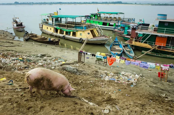 Mandalay Myanmar January 2019 Big Pig Searching Food Bank Irrawaddy — 图库照片