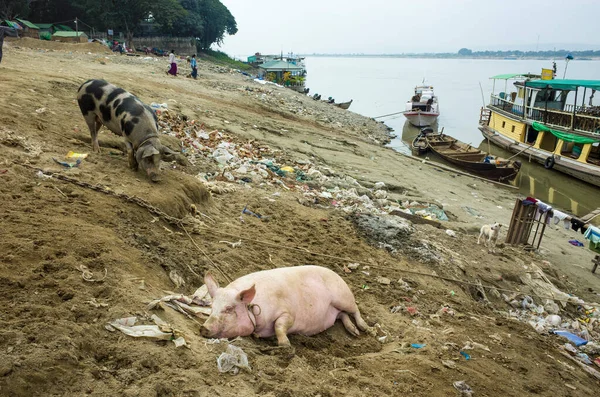 缅甸曼德勒 2019年1月3日 生活在伊洛瓦底江畔的猪 — 图库照片