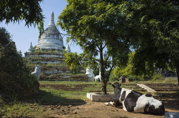 Spotted Cow Lies Foot Ancient White Overgrown Pagoda Amarapura Mandalay — Fotografia de Stock