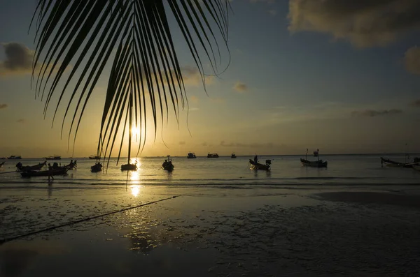 Belo Pôr Sol Praia Tropical Koh Tao Tailândia Silhueta Folhas — Fotografia de Stock