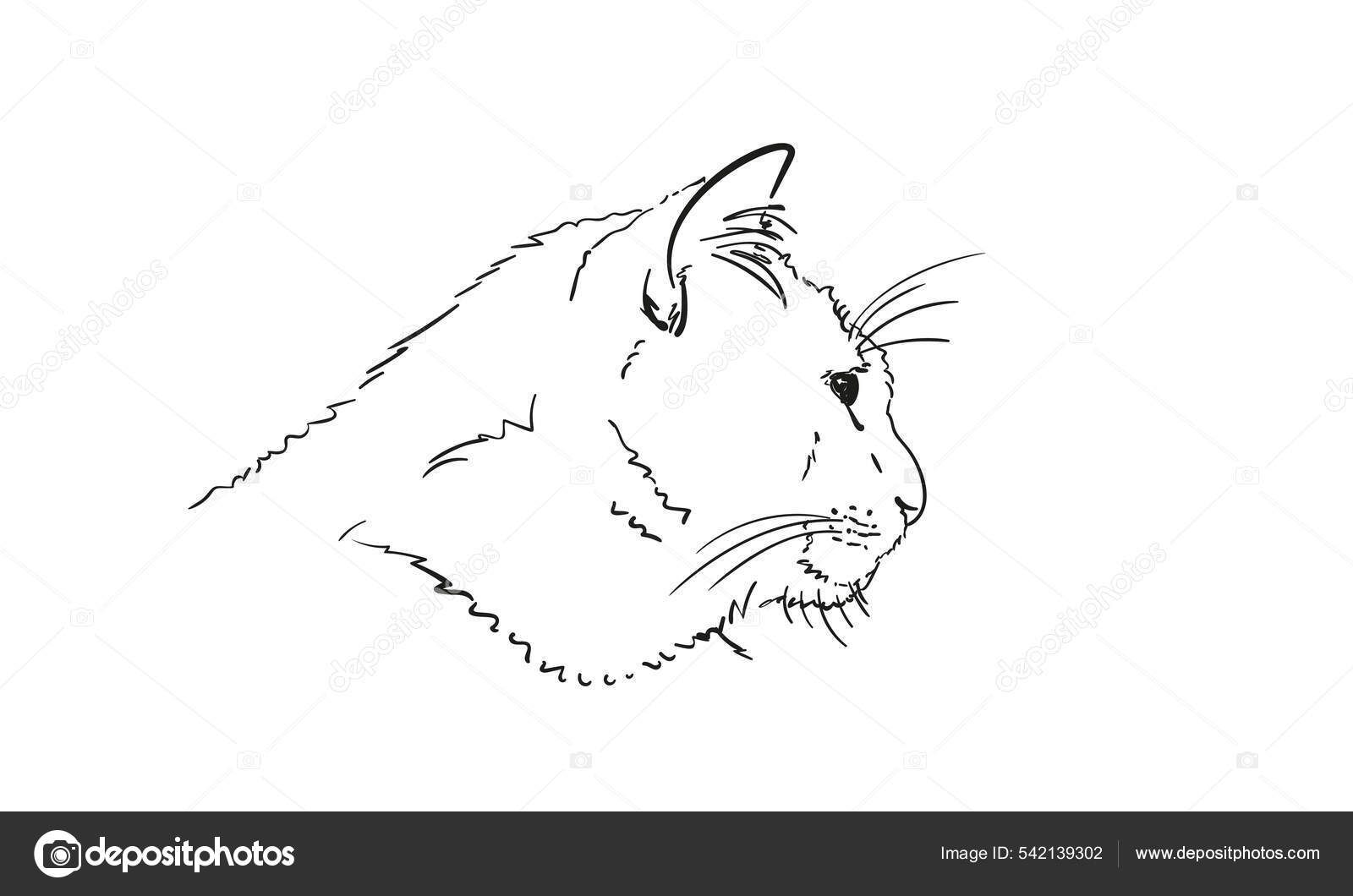 cabeça de gato preto e branco desenho à mão 1314108 Vetor no Vecteezy