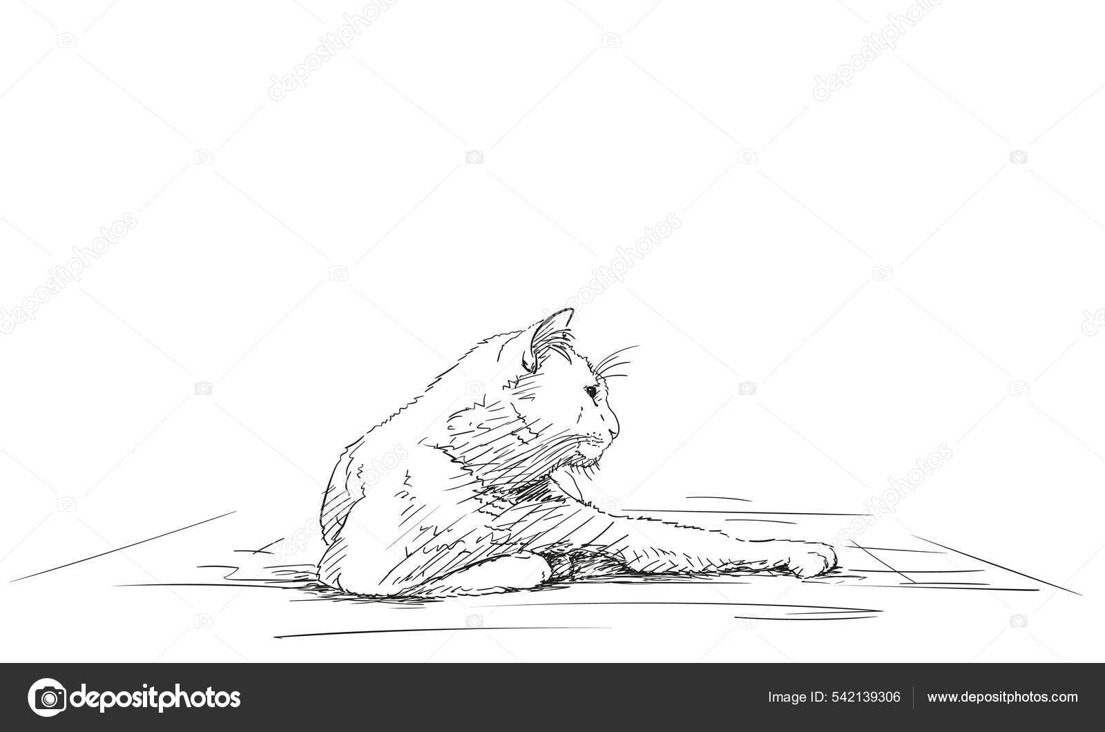 Cat Ligger Hvilende Med Pote Udstrakt Vektor Skitse Tegning Doven  Stockvektor af ©OlgaTropinina 542139306, image size:1600x1060