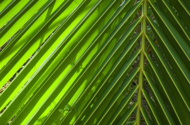 Palmiye yaprağı çizgili arka plan, yeşil tropikal orman yakın çekim