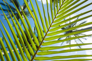 Palmiye yaprağı çizgili arka plan, yeşil tropikal doğal çizgiler, mavi gökyüzünde palmiye yaprağı şeritleri ve hindistan cevizi palmiyelerinin tepeleri arasında dip-up görünümü.