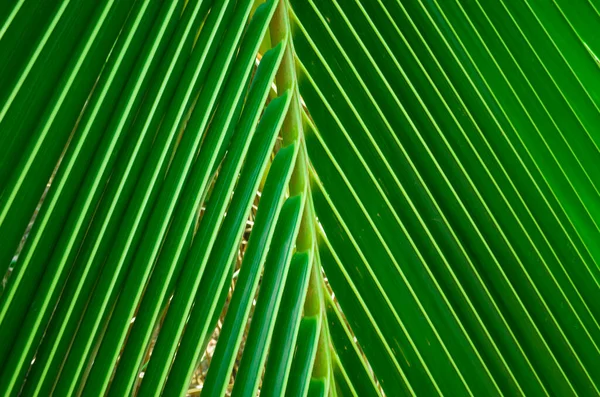 Пальмовый Лист Полосатый Фон Зеленые Тропические Джунгли Крупным Планом Естественные — стоковое фото