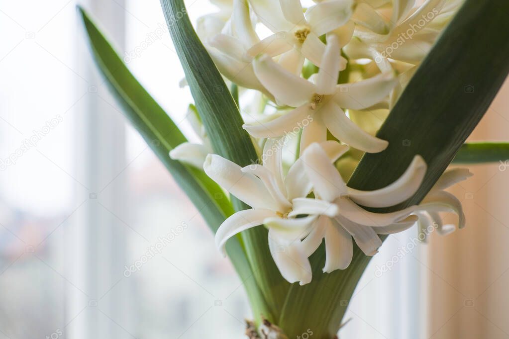 Hyacinth white flower close-up on window, Spring flower, Christmas, wedding and Easter holidays decoration, Floral floristic arrangement, Blooming Hyacinthus