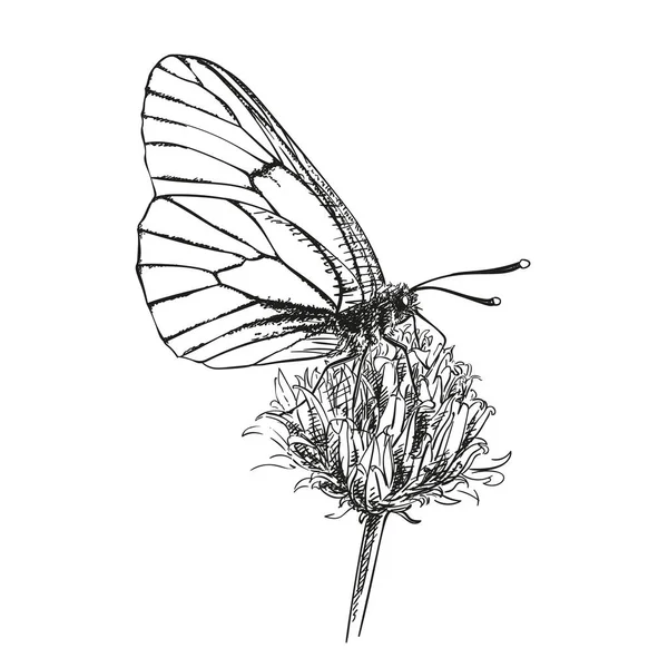 Boceto Vectorial Mariposa Blanca Con Venas Negras Reúne Néctar Flor — Archivo Imágenes Vectoriales
