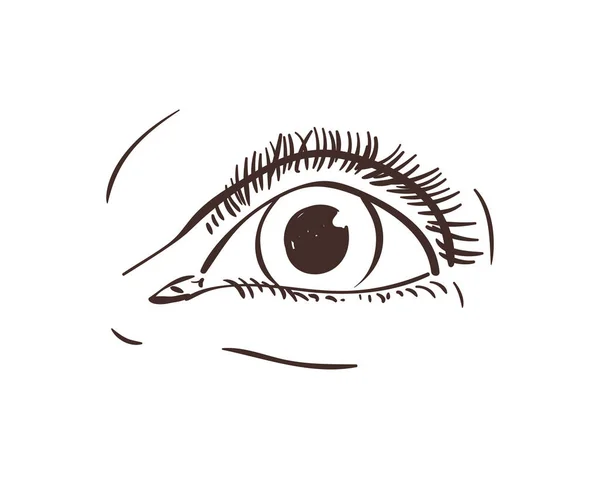 女性孤立的眼睛素描 手绘线条 白色的矢量画图 — 图库矢量图片