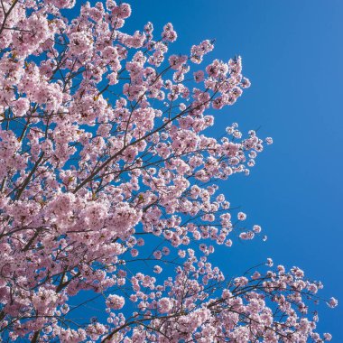 Pembe kiraz çiçeği, mavi gökyüzü arka planında ilkbaharda sakura ağacı çiçekleri.
