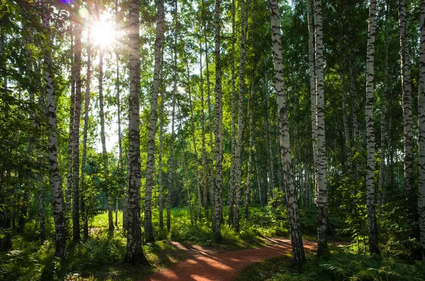 Luz Solar Bosque Abedul Verde Con Sendero Senderismo Siberia Naturaleza —  Fotos de Stock