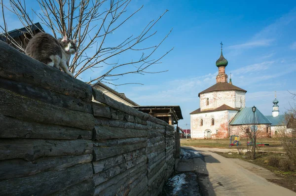 春天的早晨 在俄罗斯小镇Suzdal 毛绒绒的猫坐在高高的原木栅栏上 远处的东正教教堂 俄罗斯金戒指古城的一部分 圣十字教堂 — 图库照片