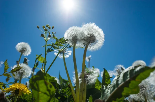 Dandelion Blowballs Spring Backdrop Blue Sky Sun Close Soft Focus — Stock Photo, Image