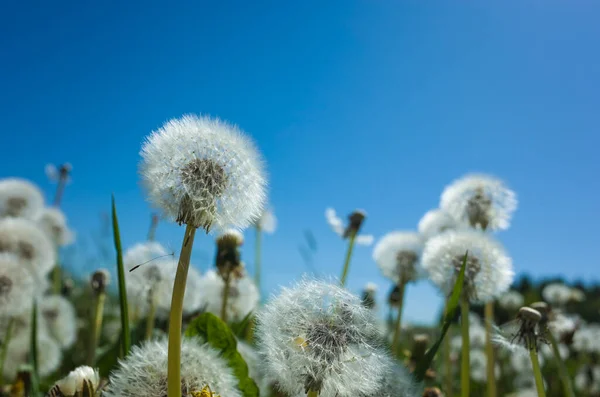 Dandelion Blowballs Spring Backdrop Blue Sky Close Soft Focus — Stock Photo, Image