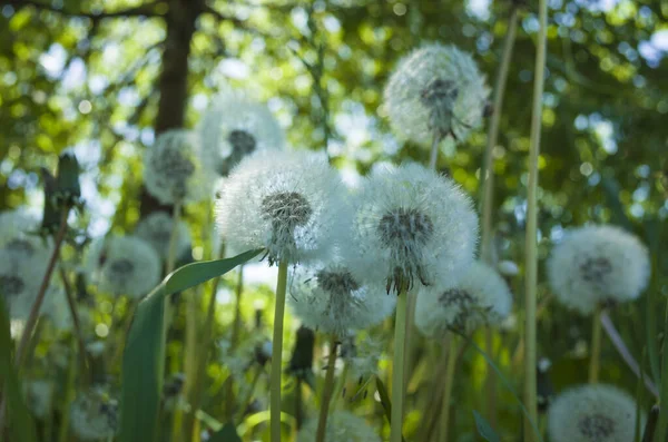 Dandelion Blowballs Green Grass Spring Summer Meadow Close Soft Focus — Stock Photo, Image