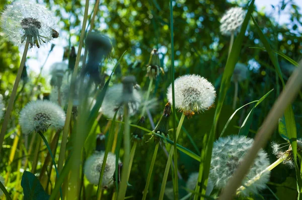 Dandelion Blowballs Green Grass Spring Summer Meadow Close Soft Focus — Stock Photo, Image