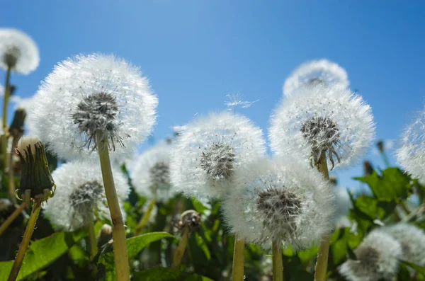 Dandelion Blowballs Spring Backdrop Blue Sky Close Soft Focus — Stock Photo, Image