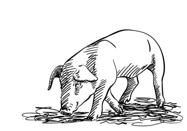 Domuz çizimi, yumurtadan çıkmış gölgeli el çizimi vektör çizimi.