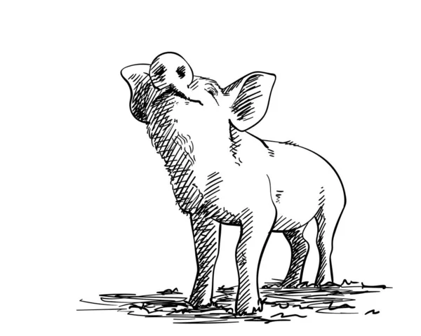 Croquis Cochon Reniflant Illustration Vectorielle Dessinée Main Avec Des Nuances — Image vectorielle