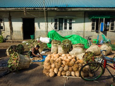 Yangon, Myanmar - 27 Aralık 2019: Hindistan cevizi ve muz toptancılığında çalışan Birmanyalı adam.