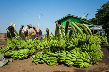 Yangon, Myanmar - 27 Aralık 2019: muz pazarı. Birmanyalı adamlar yeşil muz demetleriyle çalışıyorlar. Muz pazarı Yangon 'da ünlü bir turistik merkezdir.