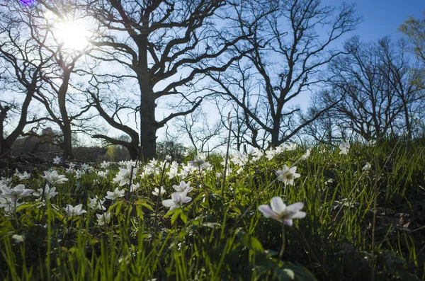 Bahar Ormanlarında Küçük Beyaz Çiçekler Güneşli Sakin Bir Günde Zıt — Stok fotoğraf