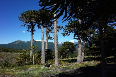 Güney Amerika, Şili 'deki Villarrica Ulusal Parkı' ndaki Araucaria araucana ya da Maymun bulmaca ağacı ormanı
