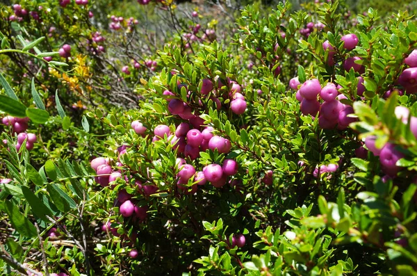 Wild Pink Berries Prickly Heath Pernettya Mucronata Evergreen Shrub Villarrica — Stock Photo, Image