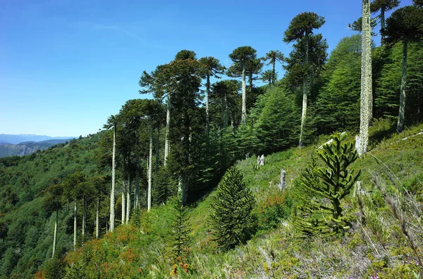 Araucaria Araucana Forêt Singes Puzzle Arbres Sur Pente Montagne Dans — Photo