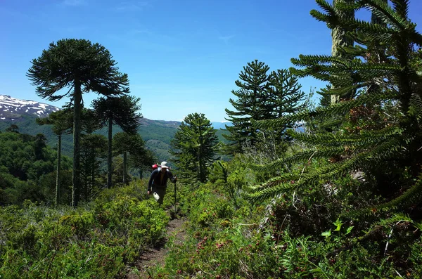 Man Hiking Villarrica Traverse Trail Araucaria Araucana Forest Monkey Puzzle — Stock Photo, Image