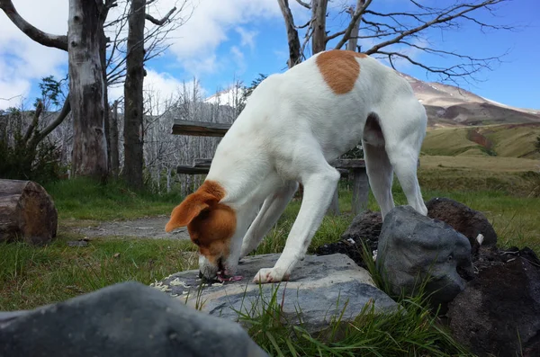 Hungry dog greedily licks noodles from stone outdoor, arching his back, This dog famous for following hikers up to volcan Puyehue crater and back, Refugio El Caulle in Puyehue National Park, Chile