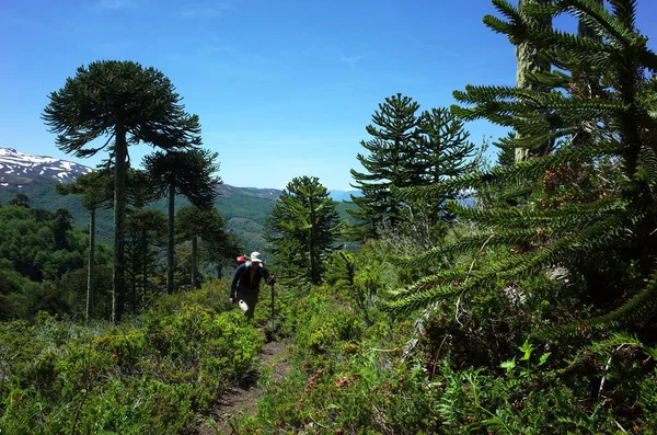 Man Hiking Villarrica Traverse Trail Araucaria Araucana Forest Monkey Puzzle — Zdjęcie stockowe