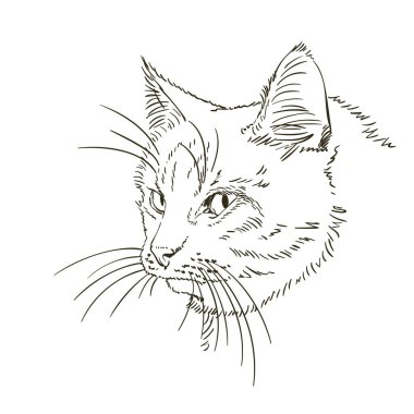 Uzun bıyıklı kedi kafası çizimi, el çizimi vektör çizimi.