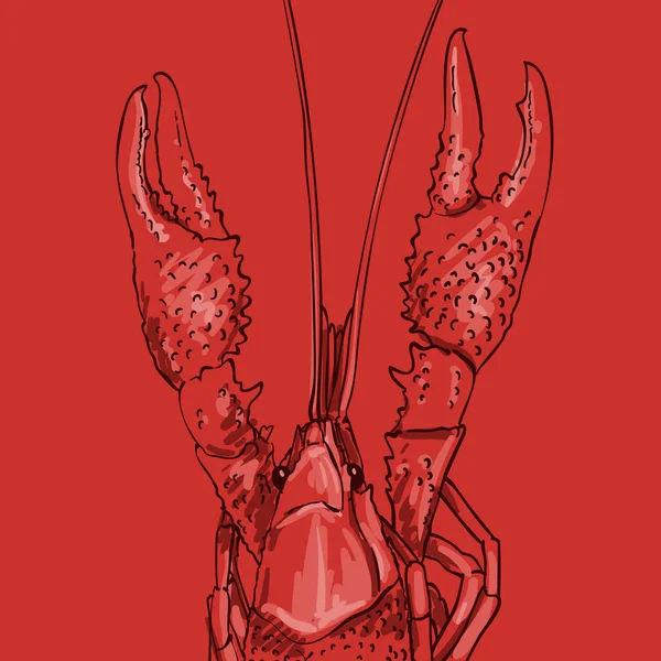 大きな非対称の位置爪を持つ赤いザリガニのスケッチ 正方形の背景に切り取られた手描きベクトルイラスト — ストックベクタ