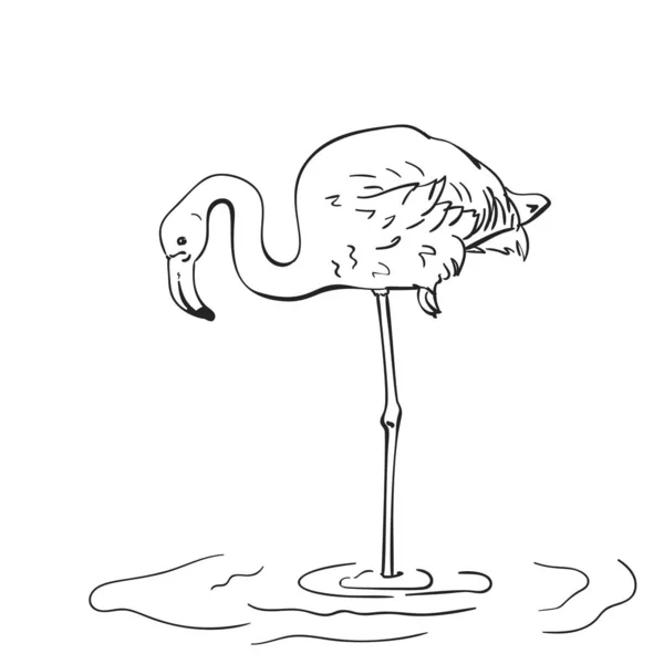 Szkic Flaminga Przebywających Jednej Nodze Ręcznie Rysowane Wektor Ilustracji Izolowane — Wektor stockowy