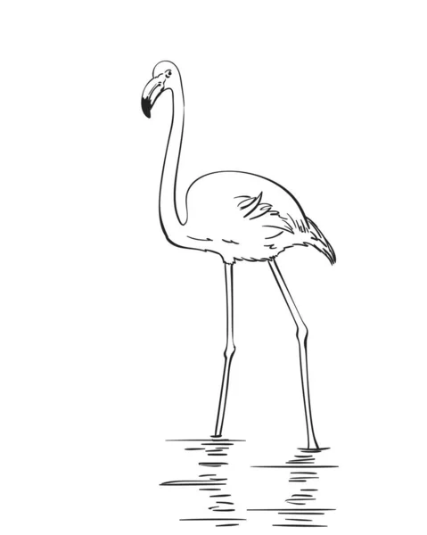 Σκίτσο Του Φλαμίνγκο Χειροποίητη Διανυσματική Απεικόνιση Που Απομονώνεται Λευκό Φόντο — Διανυσματικό Αρχείο