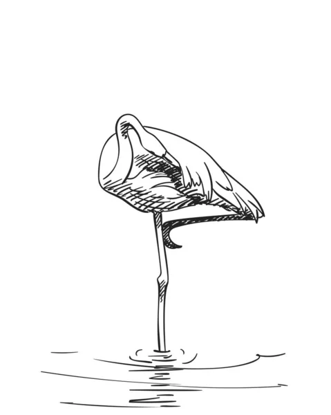 片方の足に立つフラミンゴのスケッチとくちばしで羽をきれいにする手描きベクトルイラスト白い背景に孤立 — ストックベクタ