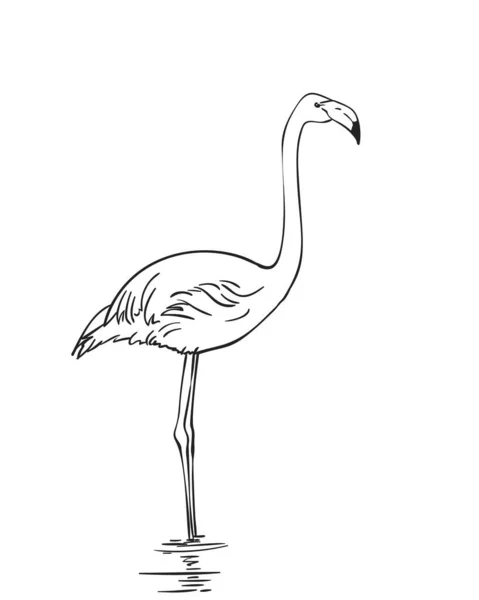 Schets Van Flamingo Met Hand Getekend Vector Illustratie Geïsoleerd Witte — Stockvector